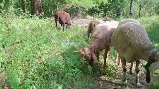 Saliendo a comer 🐏🐑🤠
