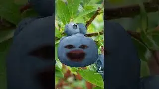 #blueberry ft #trindadcardona