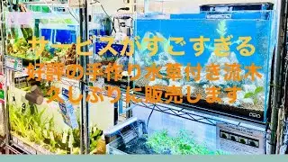 置くだけでレイアウト完成！いつも大好評の水草付き流木を久しぶりに作りました！お得すぎるサービス商品となってます！