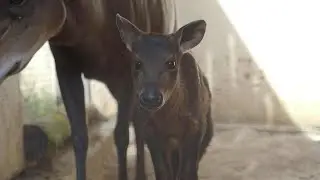 Zoo de Beauval: premier bébé céphalophe à dos jaune né en France | AFP