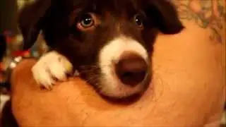 Dobby - Border Collie Puppy [First day at new home]