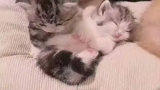 Adorable kittens doing cute things to make you smile ♥