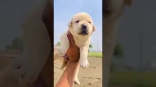 wait for end Labrador dogs lovers in haryana and uttar pradesh😱#labrador #dogbreed #labradorlovers