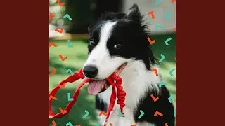 Serene Moods for Dog Rewards