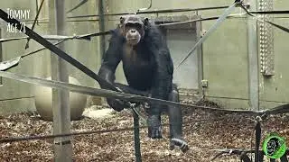 Twycross Chimpanzee William and Tommy Getting Ready For Bed