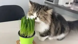 an oat-eating cat