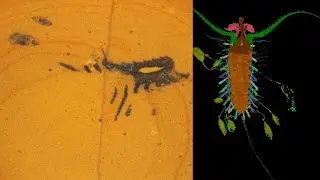 Aquilonifer spinosus - the Kite Runner arthropod
