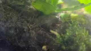 Spring peeper - Tank build! (Guide to success) 🐸🌱😁 #frog #tank #viral #fyp 