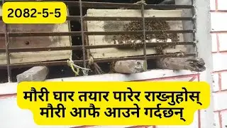 प्रकृतिको पुनरागमन mauri afai aayeko Nature Finds Its Way Back 🐝🏡Real nature wonder l All in One