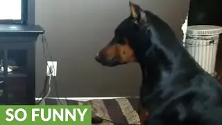 Doberman humorously struggles with new dog trick