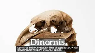 How Does Dinornis Look? | What is Dinornis? | How to Say Dinornis in English?