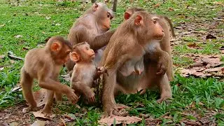 Fabulous Monkey Luna's Family Meeting, Nursing and Playing Happily Together