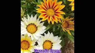 Gazania / African Daisy ( Gazania rigens ) ; Hanging Plant Varieties Series.