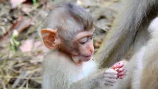 Adorable baby of monkey Rose, Baby where are you mom?