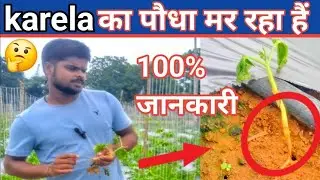 Damping off disease treatment 🤔 collar rot treatment 👉 जड़ गलन की समस्या को दूर कैसे करें