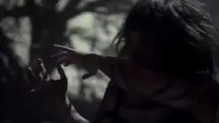 Insect Ark - The Collector