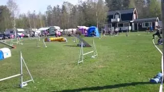 Rejsa vinst agilityklass 3 Torsby