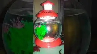 fish dance....