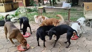 Hungry stray paws feeding#dog #cat #kitten #pets #animals #foryou #viralvideo 