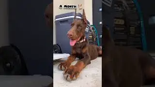 40 days to 10 Months doberman puppy transformation #feed #transformation #doberman #dog #pets #love