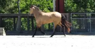 DEM Mana&ntilde;a - buckskin 2014 Lusitano filly - SOLD