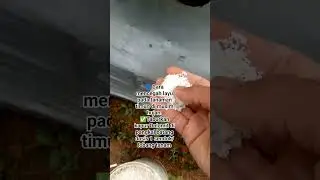 tips mencegah layu pada tanaman timun🥒 #pertanian