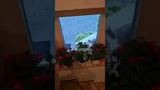 Cute funny cat video short 2024 #cat #catshorts #cute #funny #fun #shorts