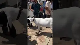 Biggest nasli Dumba Mandi vibes