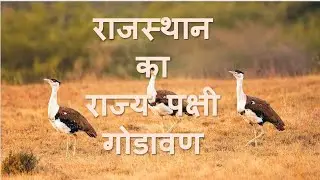 Great indian bustard #GBI, #गोडावण, #maneeshsir #bodhiras