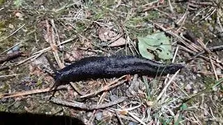 Limax Cinereoniger Slug at midnight - Ukkoetana keskiy&ouml;ll&auml;