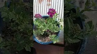 flowers garden 🏡#flower #garden #trending