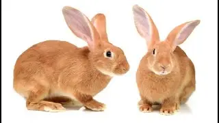 Top 5 Best Rabbit Breeds For Meat And Fur Production| Smart Agri Hub