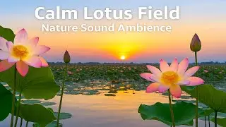 Peaceful Lotus Field Ambience &ndash; Relaxing Nature Sounds with Birds | 34 Minutes of Calm | ផ្កាឈូក