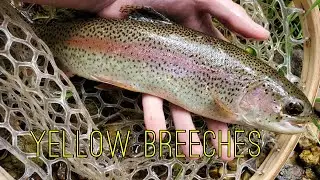 Trout Fishing Yellow Breeches Creek