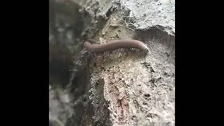 European brown millipede in Bulgaria (cylindroiulus caeruleocinctus).