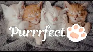 Music for Cats 🐱 Calm & Relaxing Sounds for Sleep. Cozy Relaxation Sounds