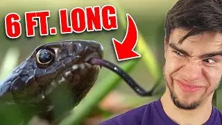 Six Foot Long Snake CAUGHT!