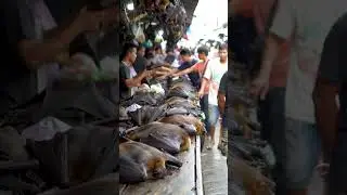 animals selling in traditional market in asia #asmr #animal #Market