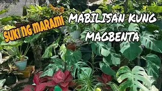 JACKPOT KA LAGI PROMISE DITO!  #garden  #gardening 
