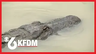 Gator Country sees increase in 'nuisance alligator' calls