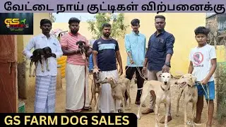 வேட்டை நாய் விற்பனைக்கு - dog sales - kanni chippiparai கன்னி சிப்பிப்பாறை - Sathish Tamizhan