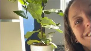 Bring back sunshine Salutation