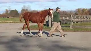 Forgotten Liaison X Tamarkuz CTHS National 2025 Digital Mixed Sale