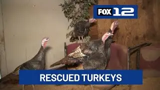 Rescued turkeys find sanctuary at Vernonia ranch this Thanksgiving