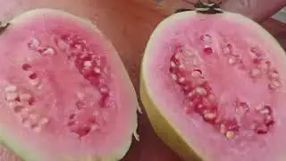 Panen Jambu Batu Merah