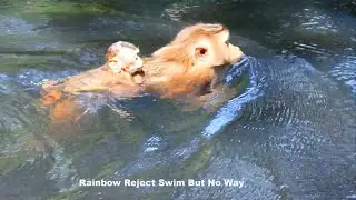 Adorable BB Rainbow sc.rea.ming reject swim with Libby but Libby still take her to swim with