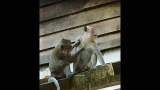 He's so cute  #mongkey #monkeylife #monkeyvideo #funnymonkey #moneyheist  #monkeydaily
