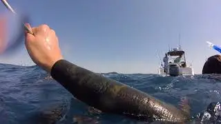 Spearfishing Mooloolaba