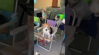 Good school for Beagle dogs #shorts