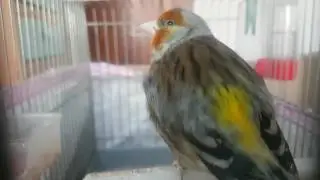 Canary hybrid&nbsp;2
